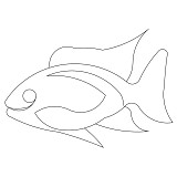 cichlid 002